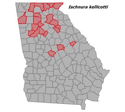 Ischnura kellicotti
(Lilypad Forktail) Ischnura kellicotti
(Lilypad Forktail)